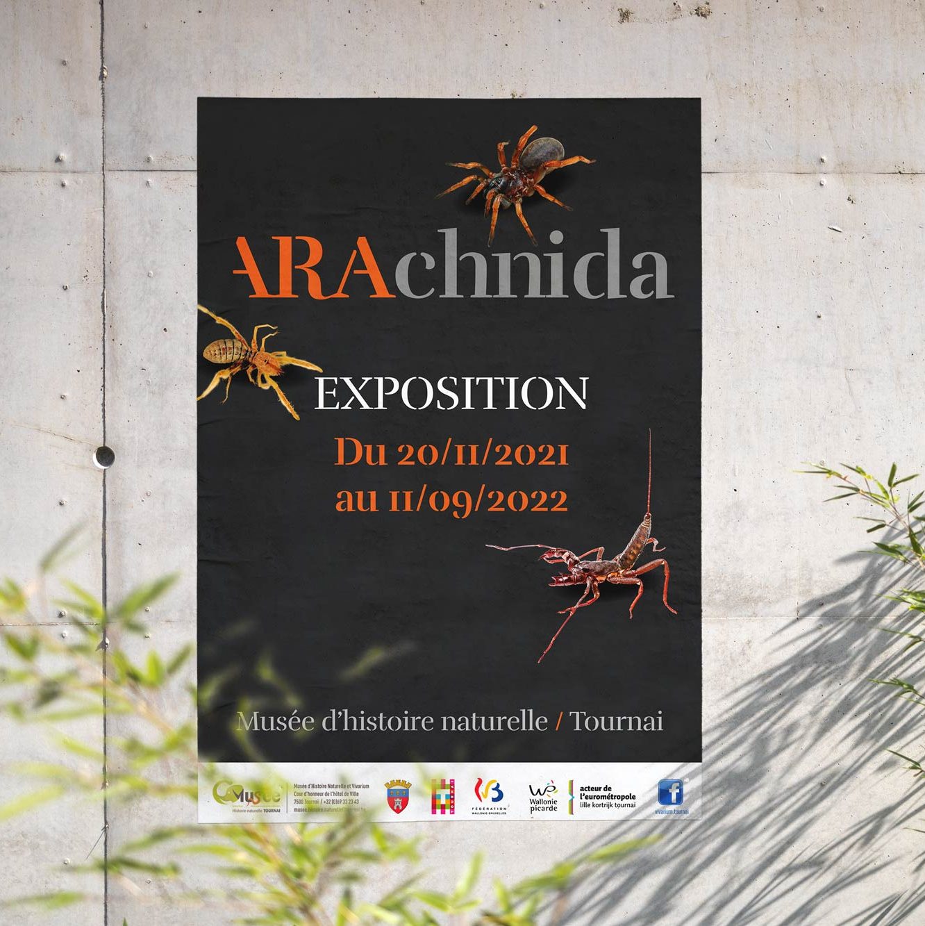 Exposition Arachnida, Musée d'Histoire Naturelle et Vivarium de Tournai, Affiche